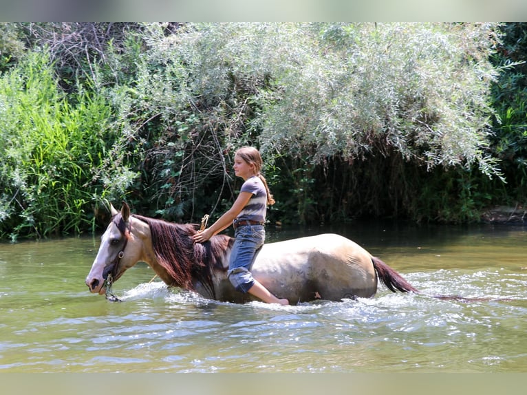 American Quarter Horse Castrone 7 Anni 147 cm Pelle di daino in Pleasant Grove, CA