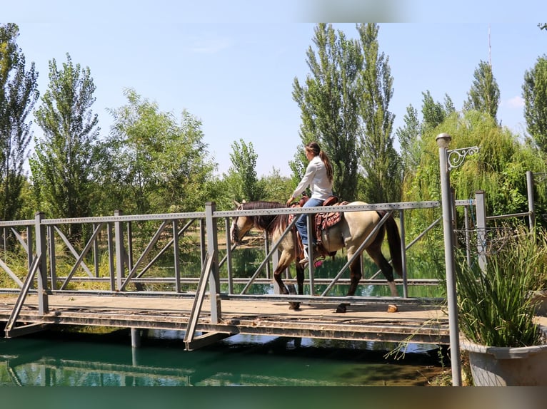 American Quarter Horse Castrone 7 Anni 147 cm Pelle di daino in Pleasant Grove, CA