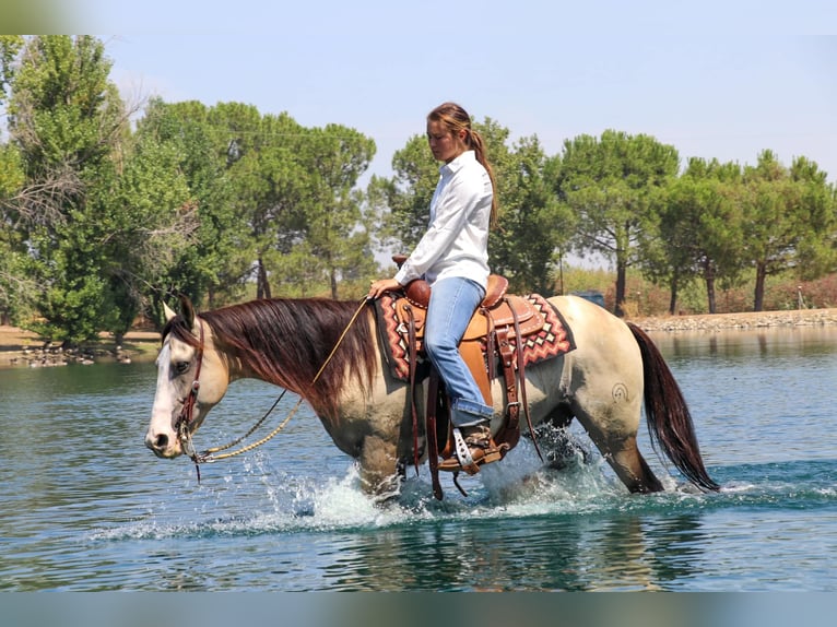 American Quarter Horse Castrone 7 Anni 147 cm Pelle di daino in Pleasant Grove, CA