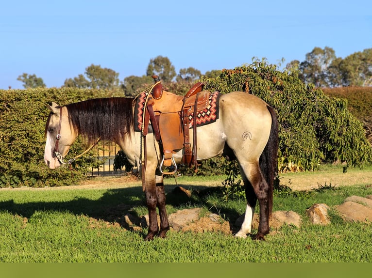 American Quarter Horse Castrone 7 Anni 147 cm Pelle di daino in Pleasant Grove, CA