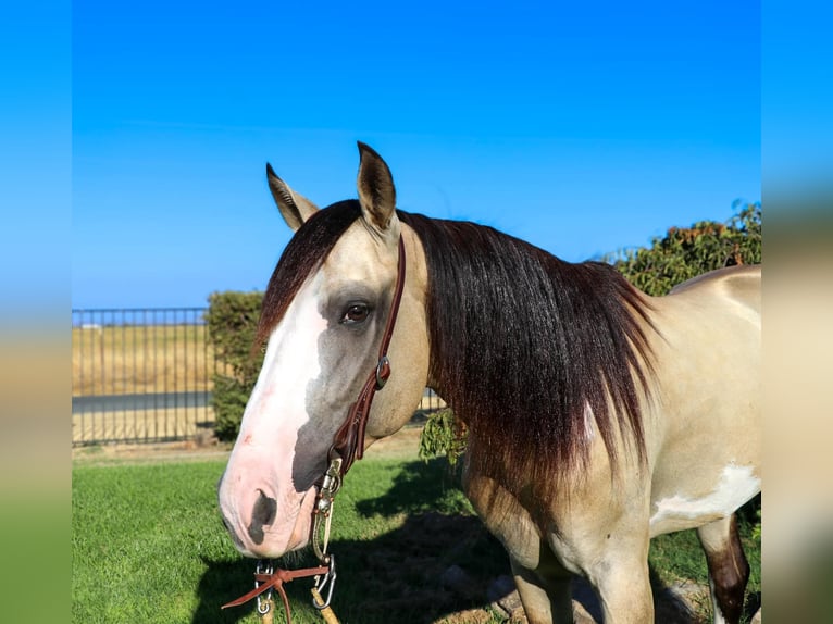 American Quarter Horse Castrone 7 Anni 147 cm Pelle di daino in Pleasant Grove, CA