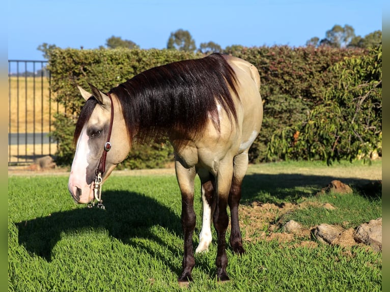 American Quarter Horse Castrone 7 Anni 147 cm Pelle di daino in Pleasant Grove, CA