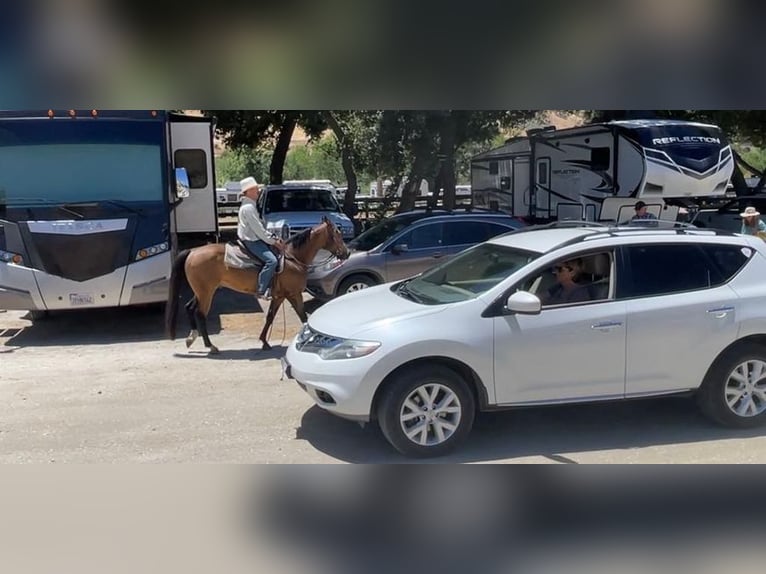 American Quarter Horse Castrone 7 Anni 147 cm Pelle di daino in Woodside CA