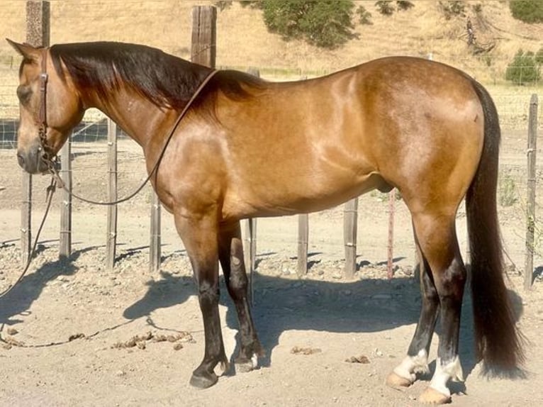 American Quarter Horse Castrone 7 Anni 147 cm Pelle di daino in Woodside CA