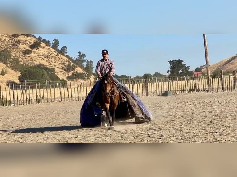 American Quarter Horse Castrone 7 Anni 147 cm Pelle di daino in Woodside CA