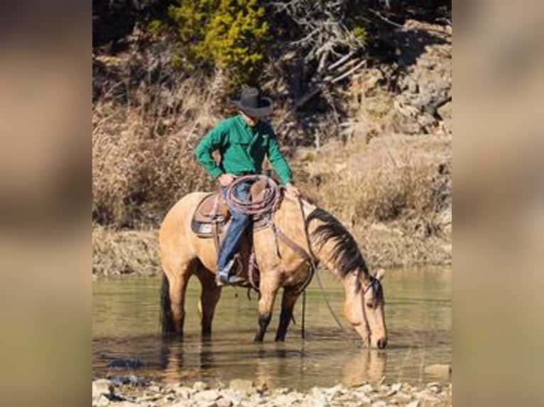 American Quarter Horse Castrone 7 Anni 147 cm Pelle di daino in Ranger
