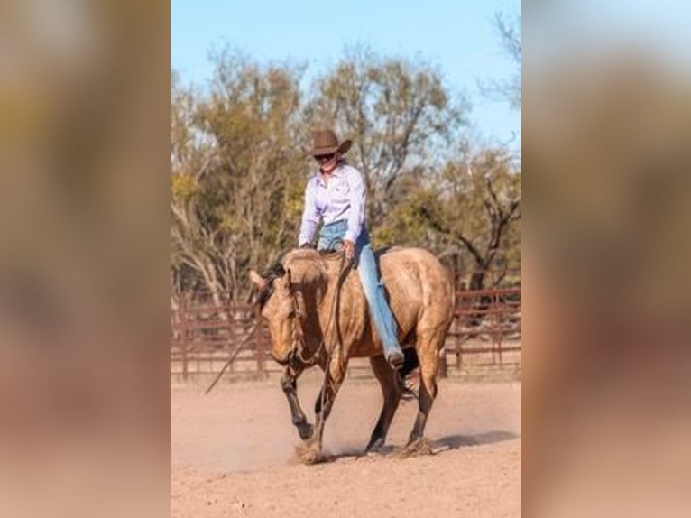 American Quarter Horse Castrone 7 Anni 147 cm Pelle di daino in Ranger