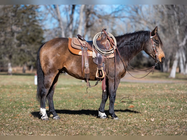 American Quarter Horse Castrone 7 Anni 147 cm Pelle di daino in Crawford, NE