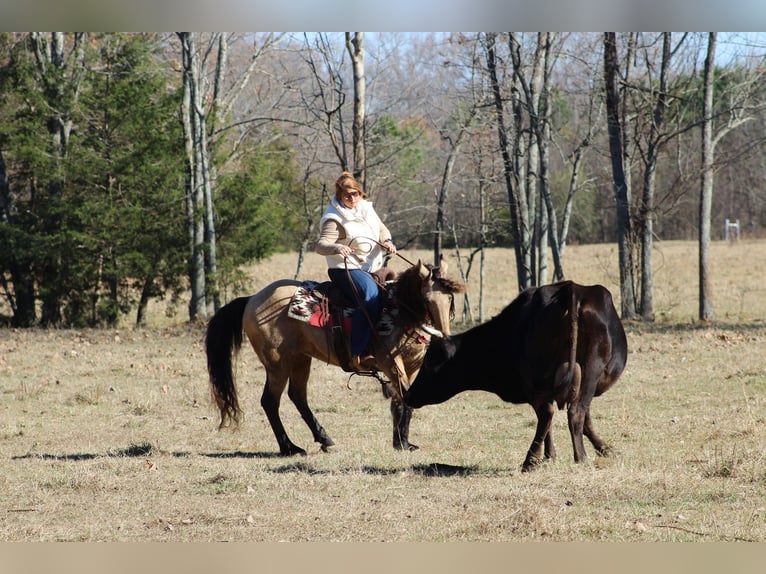 American Quarter Horse Castrone 7 Anni 147 cm Pelle di daino in Mt. Hope, AL
