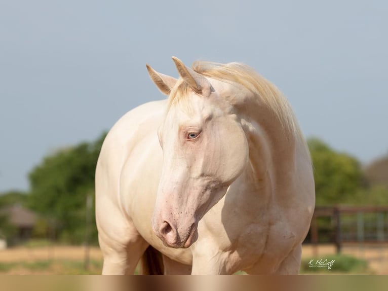 American Quarter Horse Castrone 7 Anni 147 cm Perlino in Ravenna TX