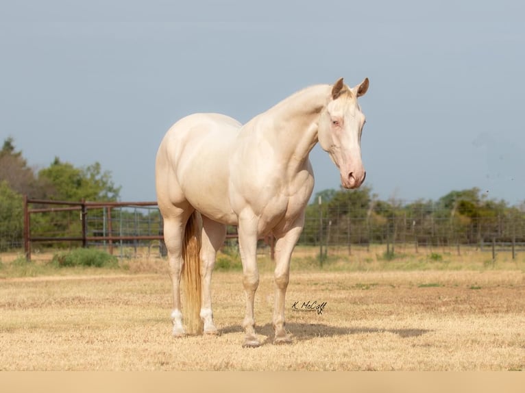 American Quarter Horse Castrone 7 Anni 147 cm Perlino in Ravenna TX