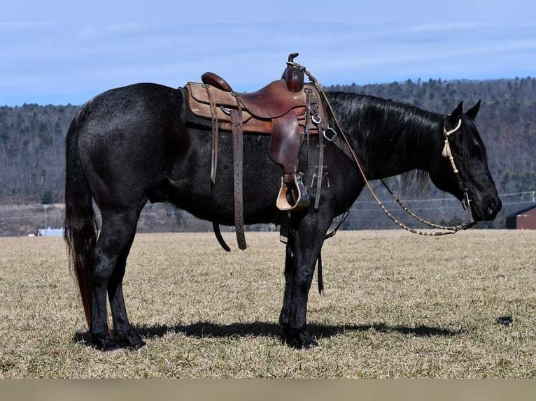 American Quarter Horse Castrone 7 Anni 147 cm Roano blu in Rebersburg, PA