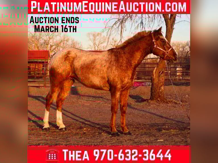 American Quarter Horse Castrone 7 Anni 147 cm Roano rosso in Fort Collins CO