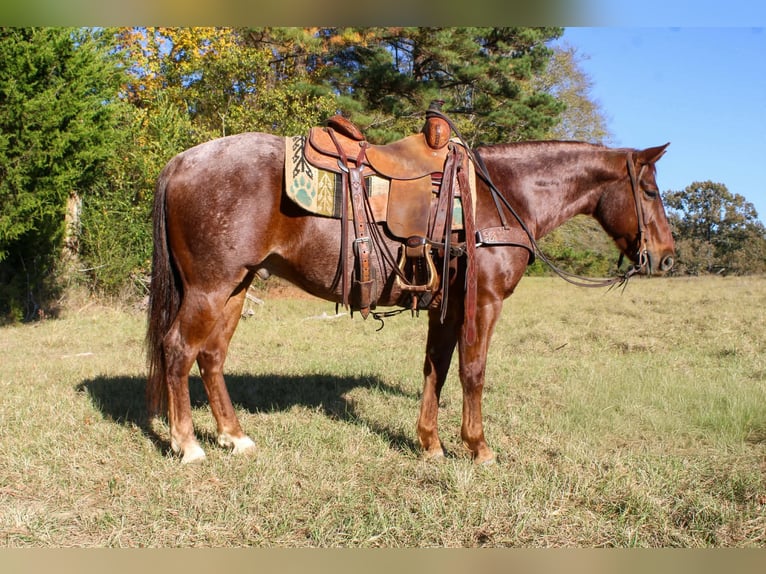 American Quarter Horse Castrone 7 Anni 147 cm Roano rosso in Rusk