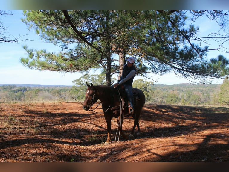 American Quarter Horse Castrone 7 Anni 147 cm Roano rosso in Rusk