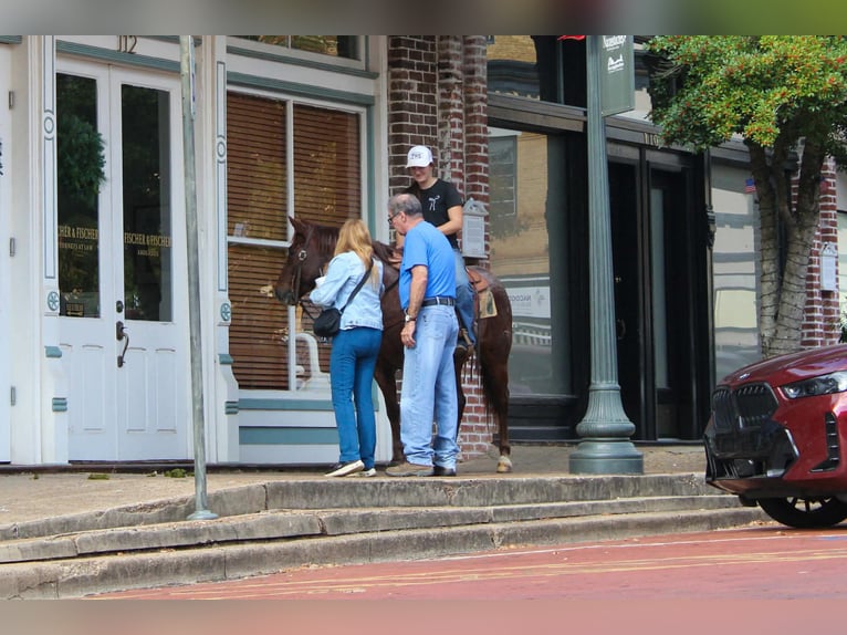 American Quarter Horse Castrone 7 Anni 147 cm Roano rosso in Rusk