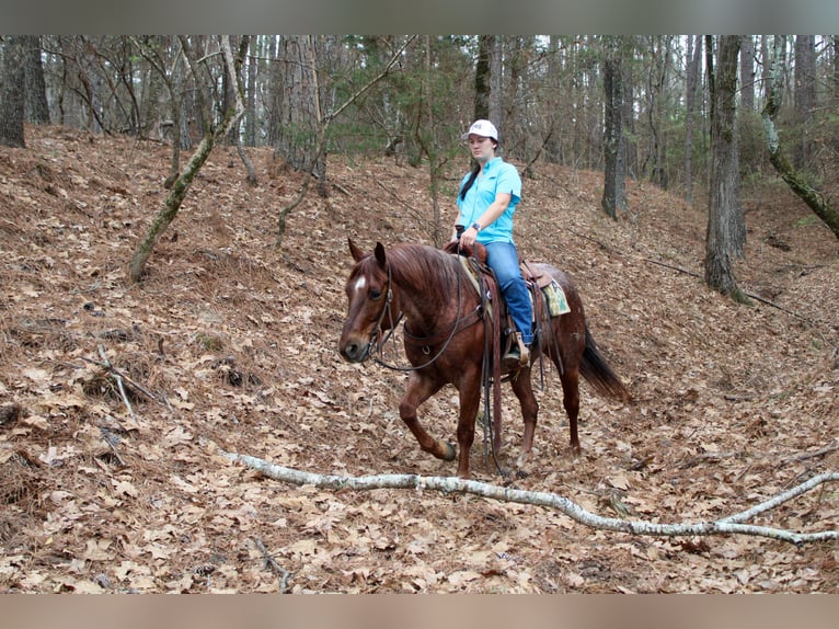 American Quarter Horse Castrone 7 Anni 147 cm Roano rosso in Rusk