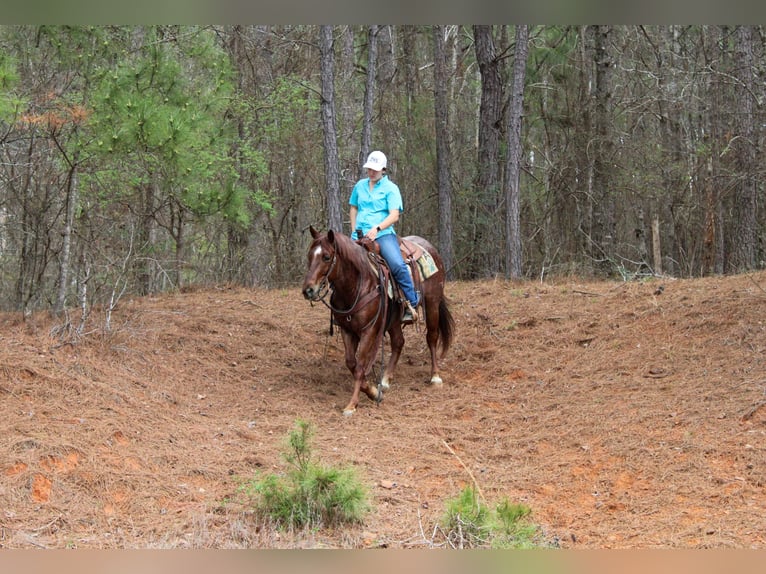 American Quarter Horse Castrone 7 Anni 147 cm Roano rosso in Rusk