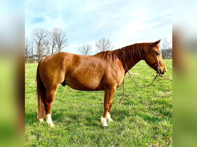 American Quarter Horse Castrone 7 Anni 147 cm Sauro ciliegia in Springfield