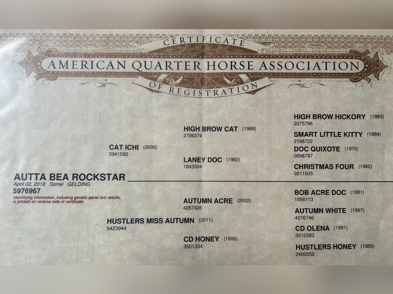 American Quarter Horse Castrone 7 Anni 147 cm Sauro ciliegia in Lewistown IL