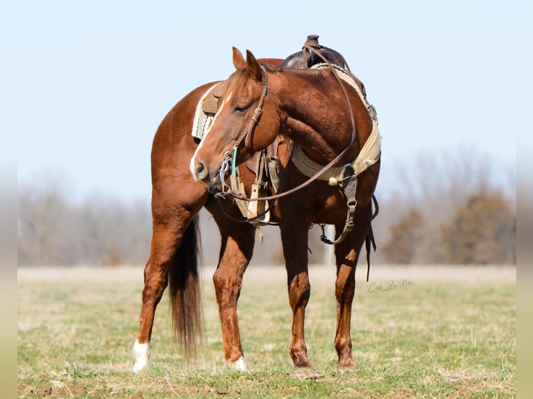 American Quarter Horse Castrone 7 Anni 147 cm Sauro ciliegia in Lewistown IL