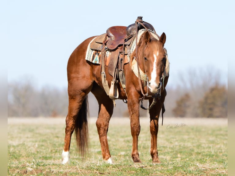American Quarter Horse Castrone 7 Anni 147 cm Sauro ciliegia in Lewistown IL