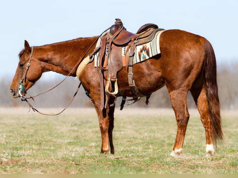 American Quarter Horse Castrone 7 Anni 147 cm Sauro ciliegia in Lewistown IL