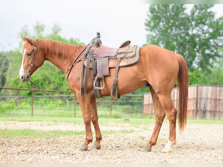 American Quarter Horse Castrone 7 Anni 147 cm Sauro ciliegia in Savoy, TX