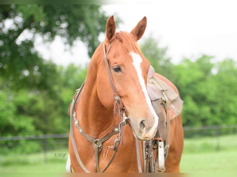 American Quarter Horse Castrone 7 Anni 147 cm Sauro ciliegia in Savoy, TX