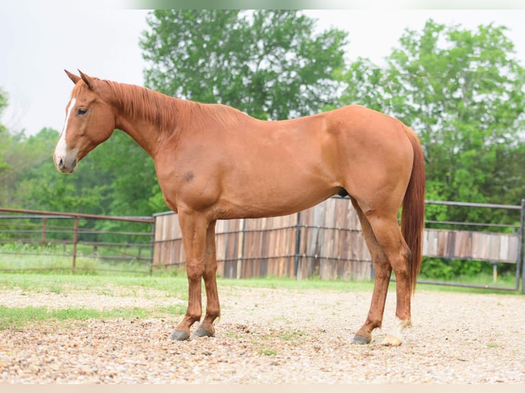 American Quarter Horse Castrone 7 Anni 147 cm Sauro ciliegia in Savoy, TX