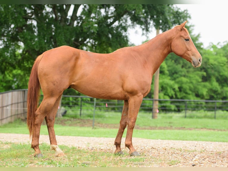 American Quarter Horse Castrone 7 Anni 147 cm Sauro ciliegia in Savoy, TX