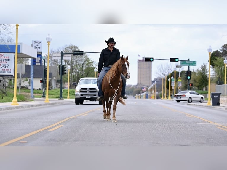 American Quarter Horse Castrone 7 Anni 147 cm Sauro ciliegia in Waco