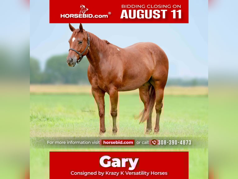 American Quarter Horse Castrone 7 Anni 147 cm Sauro ciliegia in Grand Island, NE