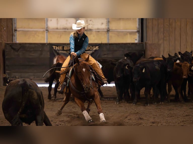 American Quarter Horse Castrone 7 Anni 147 cm Sauro ciliegia in Grand Island, NE