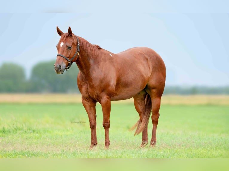 American Quarter Horse Castrone 7 Anni 147 cm Sauro ciliegia in Grand Island, NE
