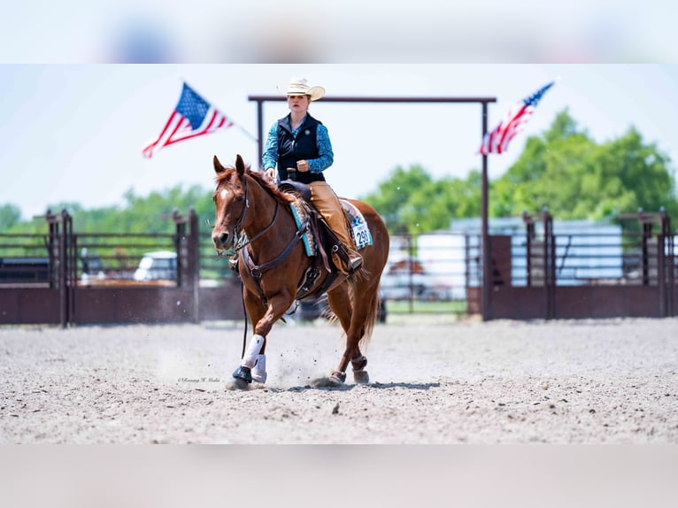 American Quarter Horse Castrone 7 Anni 147 cm Sauro ciliegia in Grand Island, NE