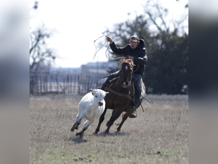 American Quarter Horse Mix Castrone 7 Anni 147 cm Sauro ciliegia in Loving, TX