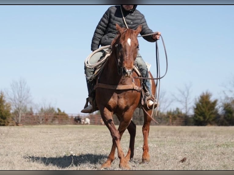 American Quarter Horse Mix Castrone 7 Anni 147 cm Sauro ciliegia in Loving, TX