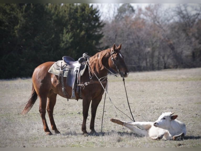 American Quarter Horse Mix Castrone 7 Anni 147 cm Sauro ciliegia in Loving, TX