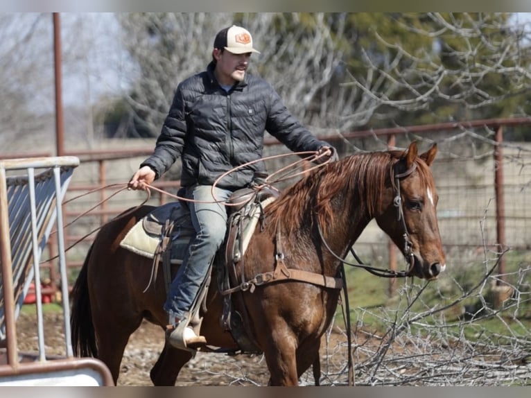 American Quarter Horse Mix Castrone 7 Anni 147 cm Sauro ciliegia in Loving, TX