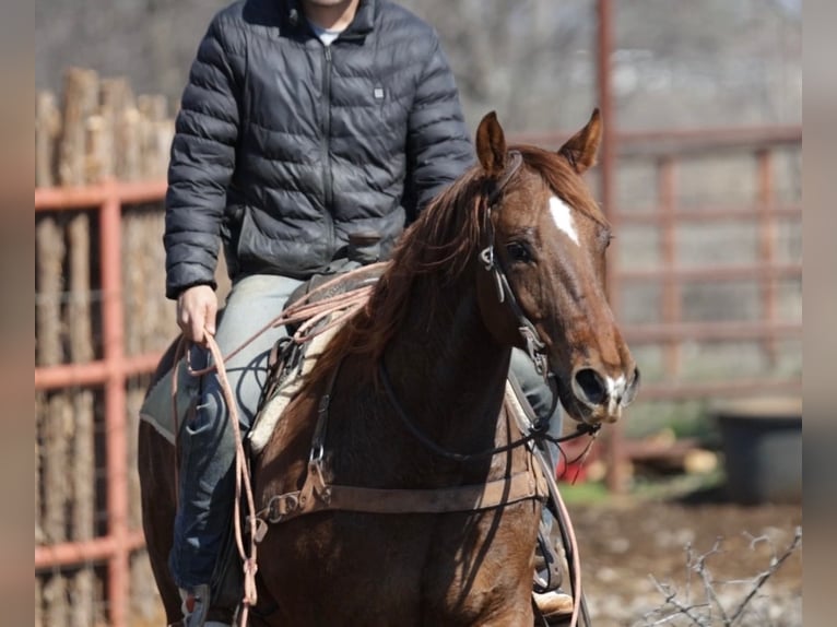 American Quarter Horse Mix Castrone 7 Anni 147 cm Sauro ciliegia in Loving, TX