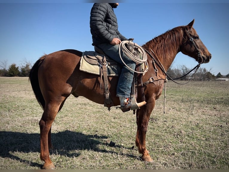 American Quarter Horse Mix Castrone 7 Anni 147 cm Sauro ciliegia in Loving, TX