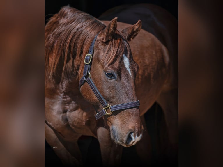 American Quarter Horse Mix Castrone 7 Anni 147 cm Sauro ciliegia in Loving, TX