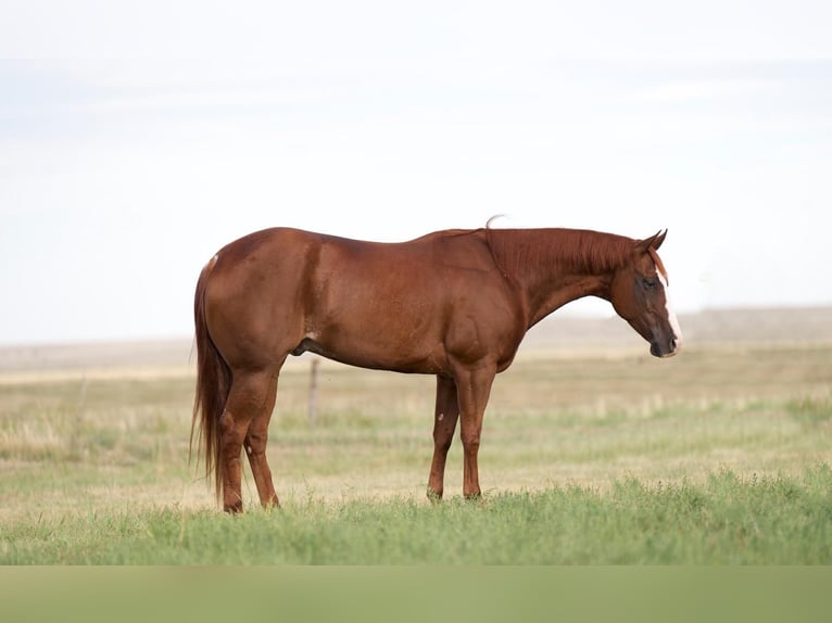 American Quarter Horse Castrone 7 Anni 147 cm Sauro ciliegia in Canyon, TX