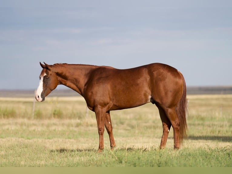 American Quarter Horse Castrone 7 Anni 147 cm Sauro ciliegia in Canyon, TX