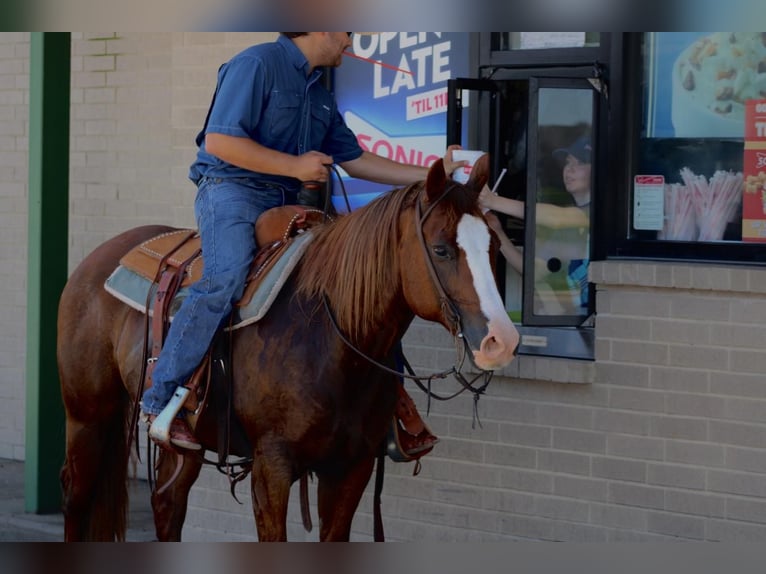 American Quarter Horse Castrone 7 Anni 147 cm Sauro ciliegia in Van, TX
