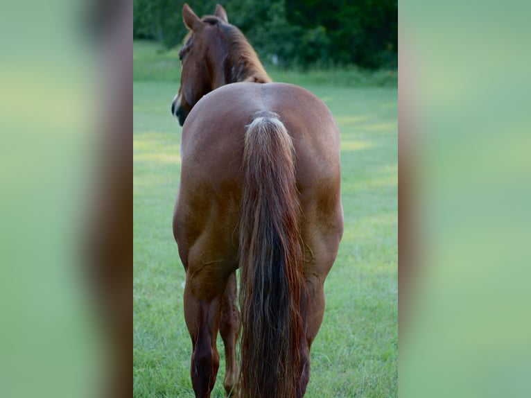 American Quarter Horse Castrone 7 Anni 147 cm Sauro ciliegia in Van, TX