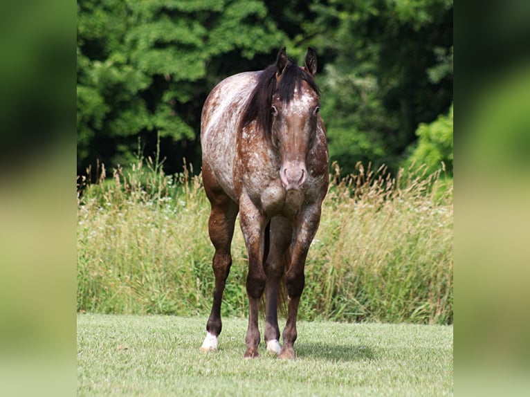 American Quarter Horse Castrone 7 Anni 147 cm Sauro scuro in Brodhead Ky