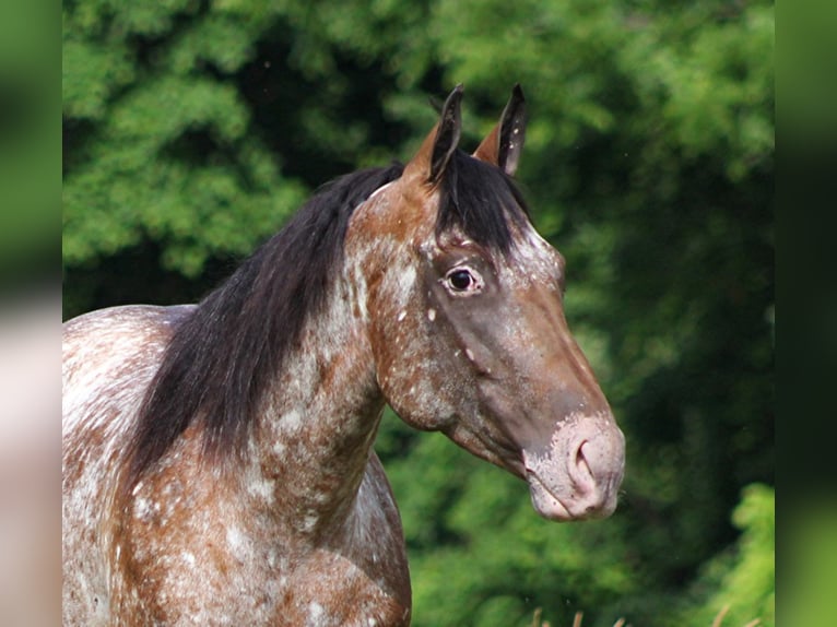 American Quarter Horse Castrone 7 Anni 147 cm Sauro scuro in Brodhead Ky