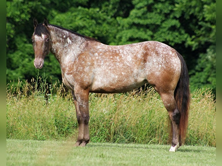 American Quarter Horse Castrone 7 Anni 147 cm Sauro scuro in Brodhead Ky